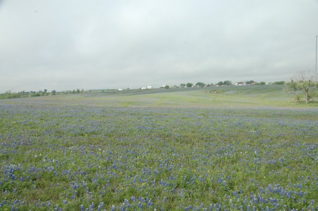 Event_2013_05_April_Wednesday_Breakfast_and_Bluebonnet_Tour/html/../previews/004-DSC_4752.JPG.medium.jpeg