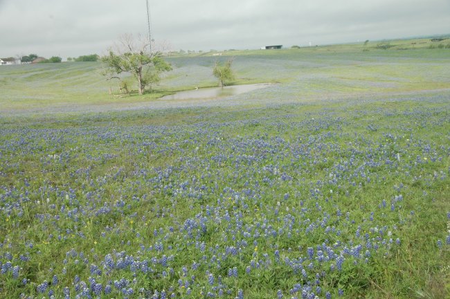 Event_2013_05_April_Wednesday_Breakfast_and_Bluebonnet_Tour/html/../previews/005-DSC_4753.JPG.medium.jpeg