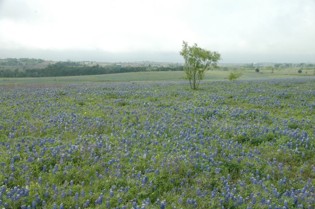 Event_2013_05_April_Wednesday_Breakfast_and_Bluebonnet_Tour/html/../previews/006-DSC_4755.JPG.medium.jpeg