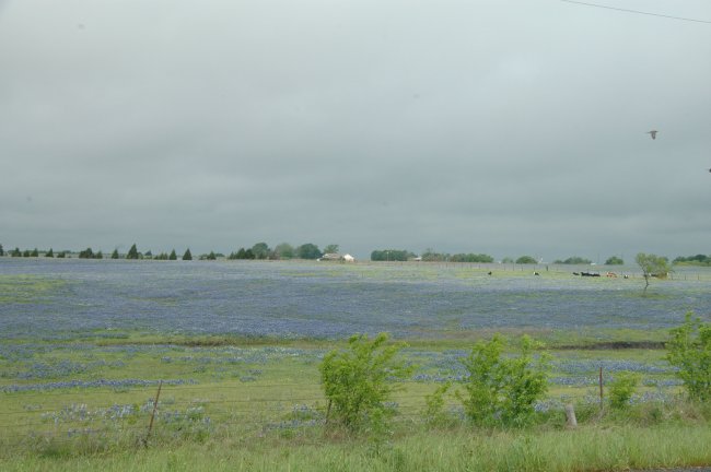 Event_2013_05_April_Wednesday_Breakfast_and_Bluebonnet_Tour/html/../previews/008-DSC_4759.JPG.medium.jpeg
