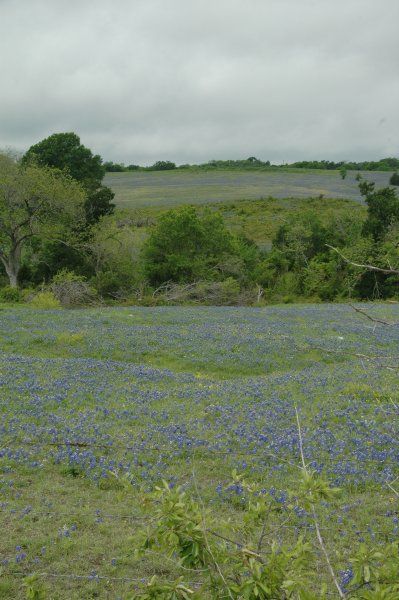 Event_2013_05_April_Wednesday_Breakfast_and_Bluebonnet_Tour/html/../previews/010-DSC_4763.JPG.medium.jpeg