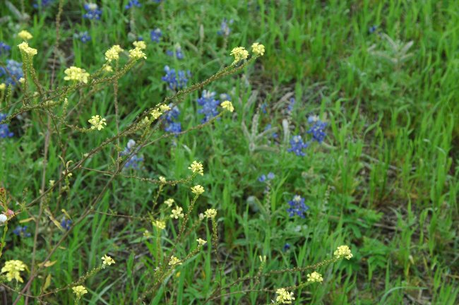 Event_2013_05_April_Wednesday_Breakfast_and_Bluebonnet_Tour/html/../previews/014-DSC_4772.JPG.medium.jpeg